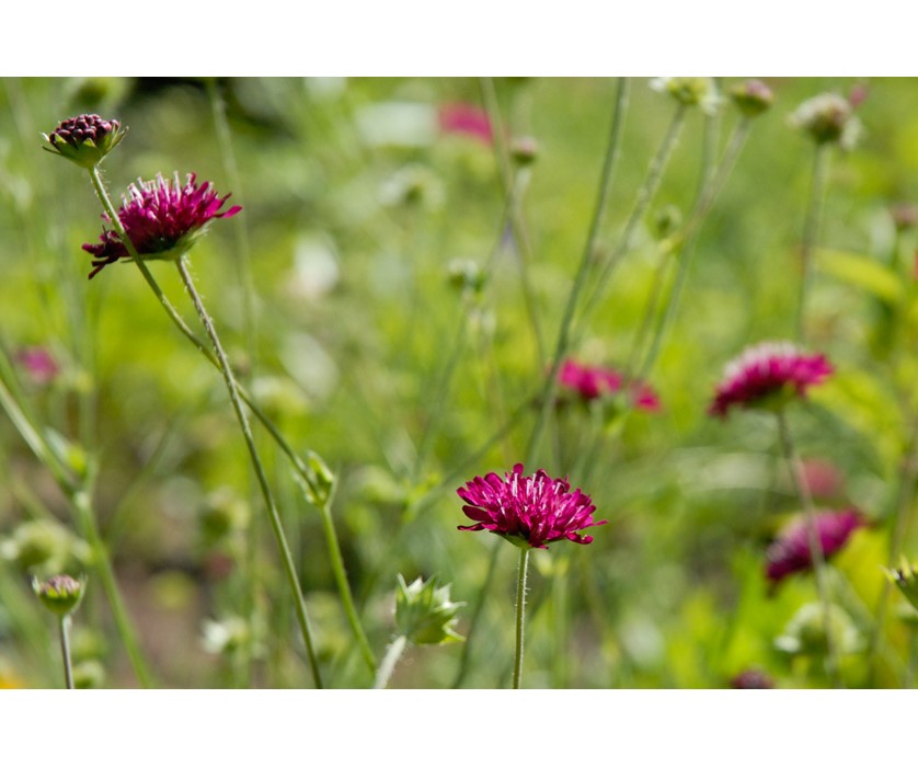 Knautia